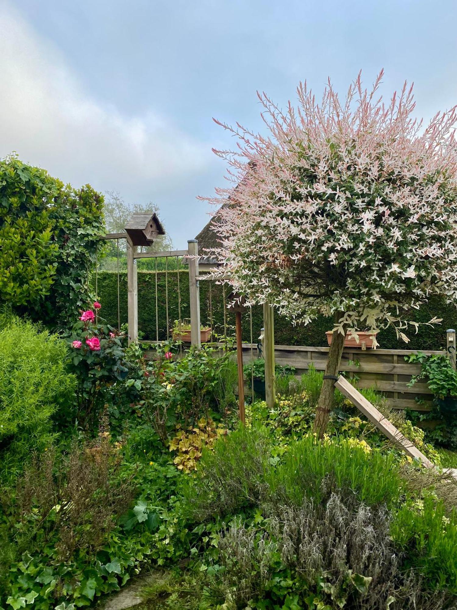 Chambres Tout Confort Du Tilleul Bosc-Benard-Commin 外观 照片